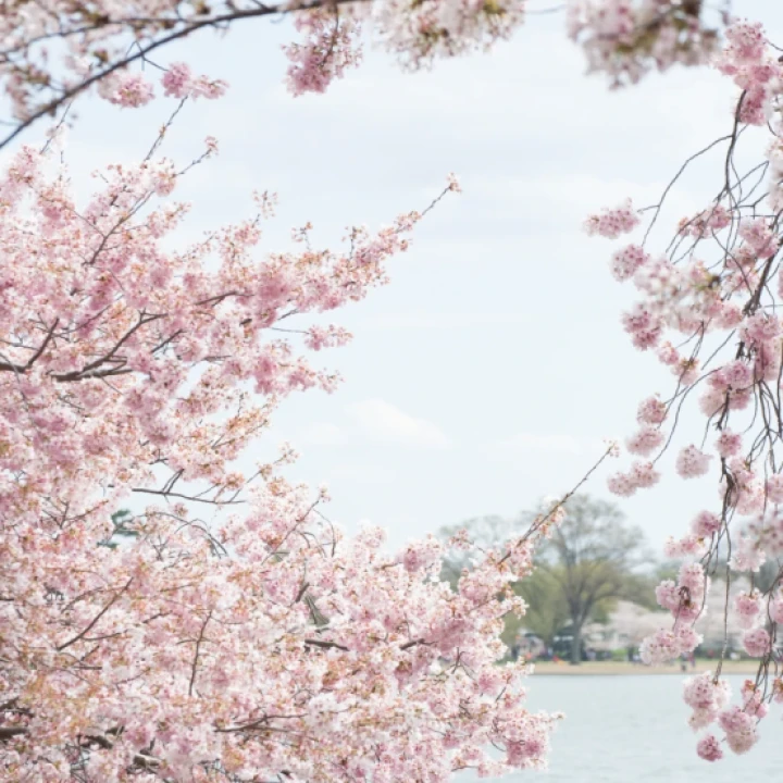 Japonia
